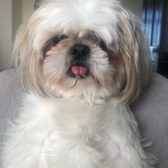 Asian-Inspired Pet Harness - Picture 4 of 4